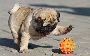 巴哥爆料新版本视频播放,新版本视频播放功能革新来袭！